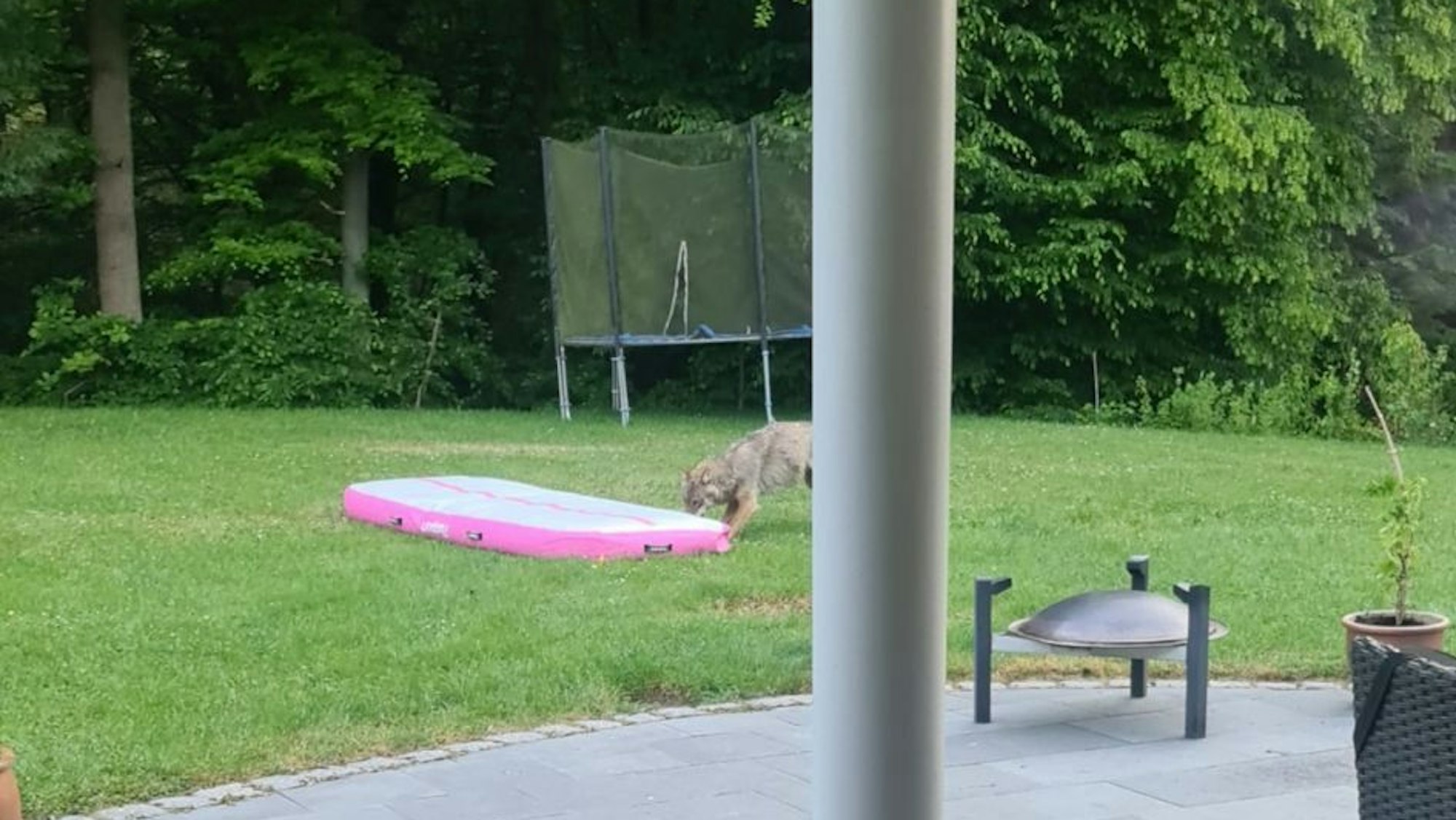 Wolf im Garten in Much-Tüschenbonnen