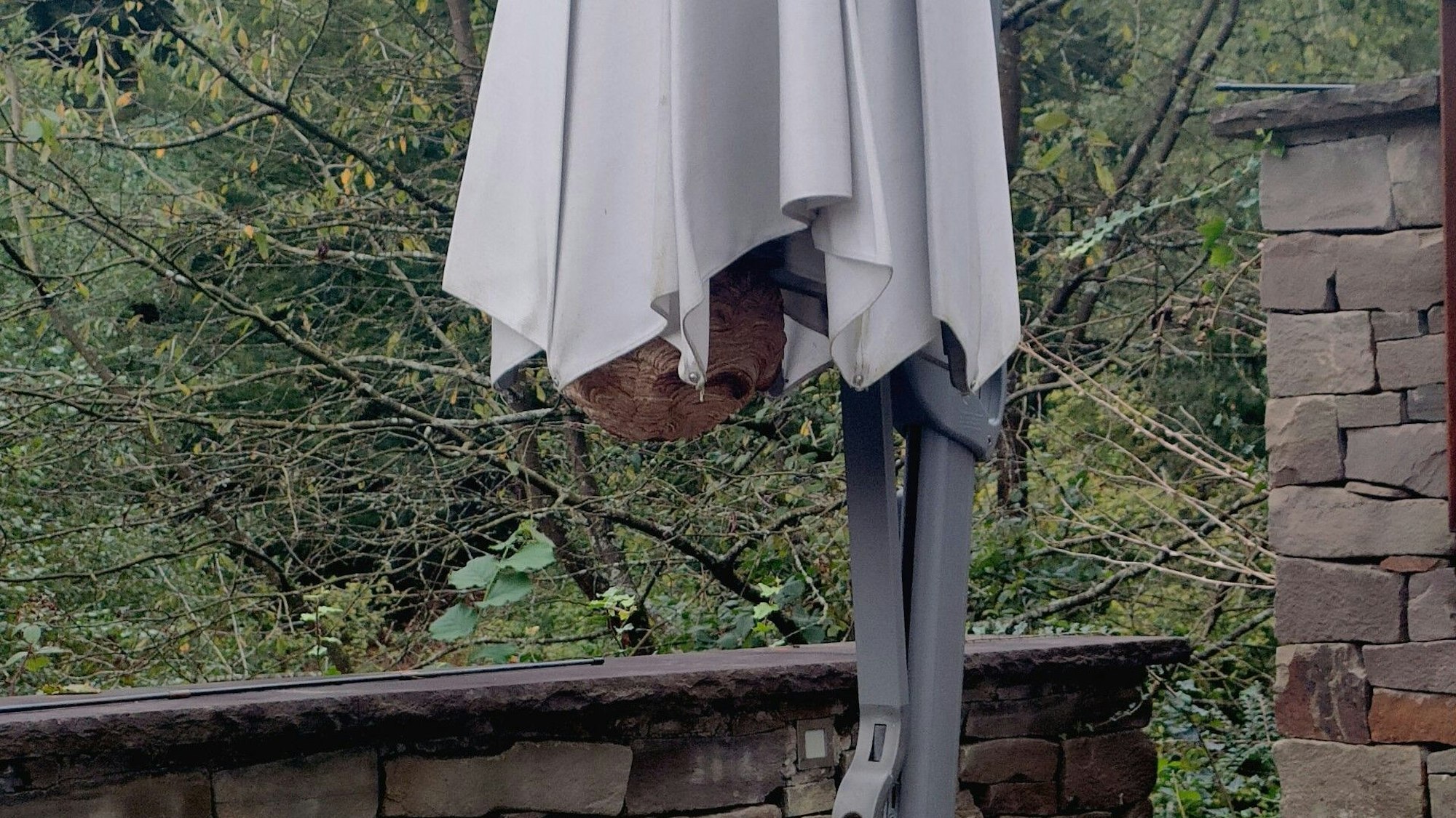 Kaum zu erkennen: Das Nest der Asiatischen Hornisse unter einem Sonnenschirm.