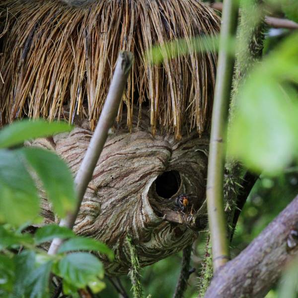 Ein Nest der Asiatischen Hornisse.