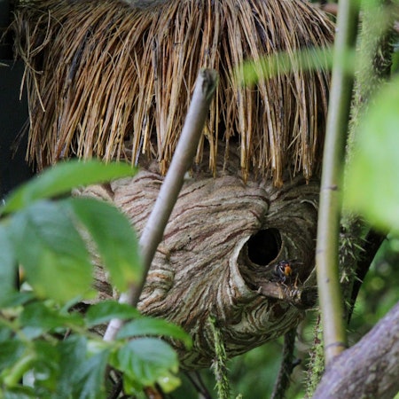 Ein Nest der Asiatischen Hornisse.
