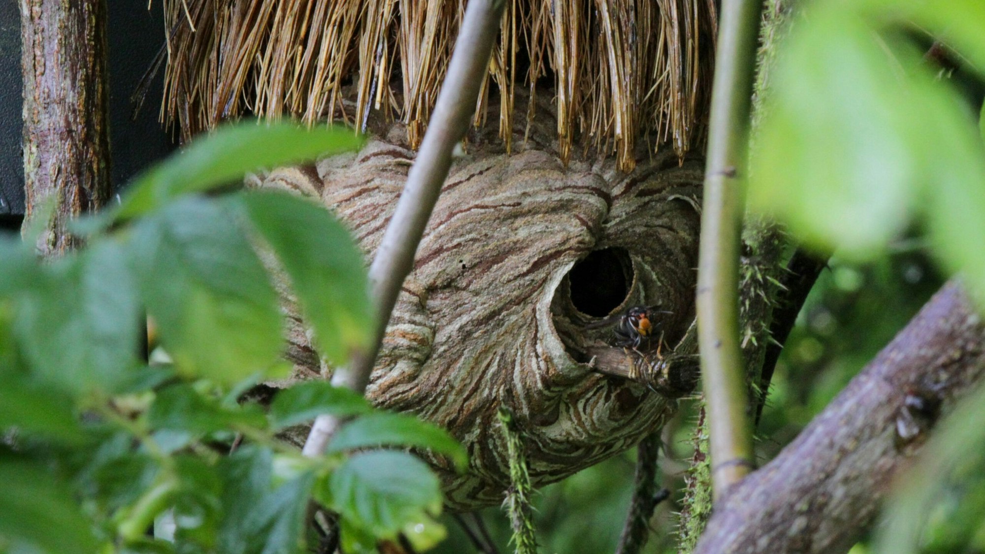 Ein Nest der Asiatischen Hornisse.