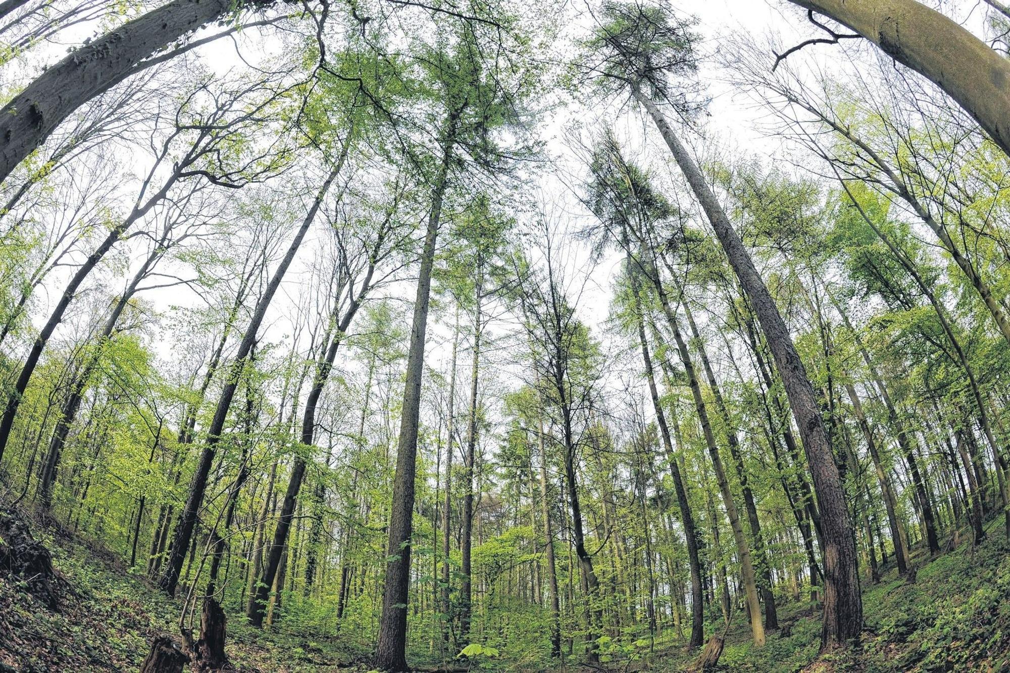 Auf Bild sind Bäume im Königsdorfer Forst zu sehen.