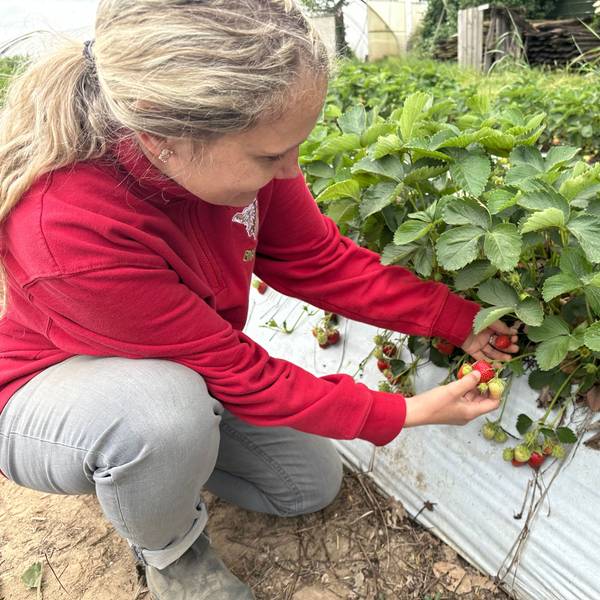 Michelle Zielinski auf dem Feld zum Selberpflücken von Erdbeeren bei Landwirt Engels in Niederkassel.