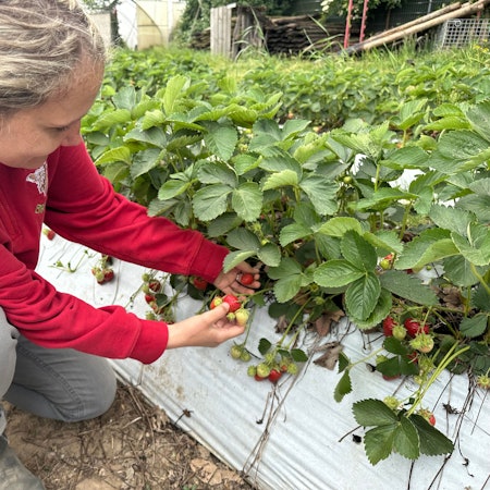 Michelle Zielinski auf dem Feld zum Selberpflücken von Erdbeeren bei Landwirt Engels in Niederkassel.
