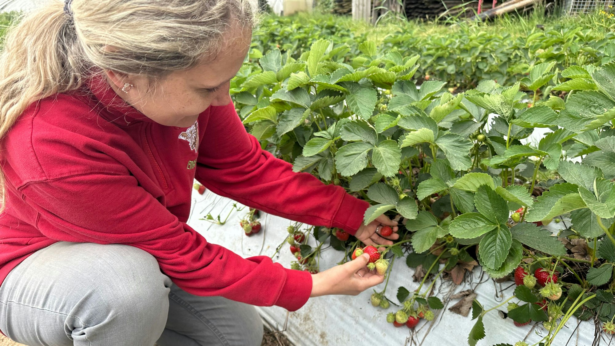 Michelle Zielinski auf dem Feld zum Selberpflücken von Erdbeeren bei Landwirt Engels in Niederkassel.