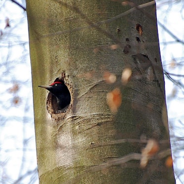 Im Königsdorfer Forst schaut ein Schwarzspecht mit dem Kopf aus seiner Höhle.