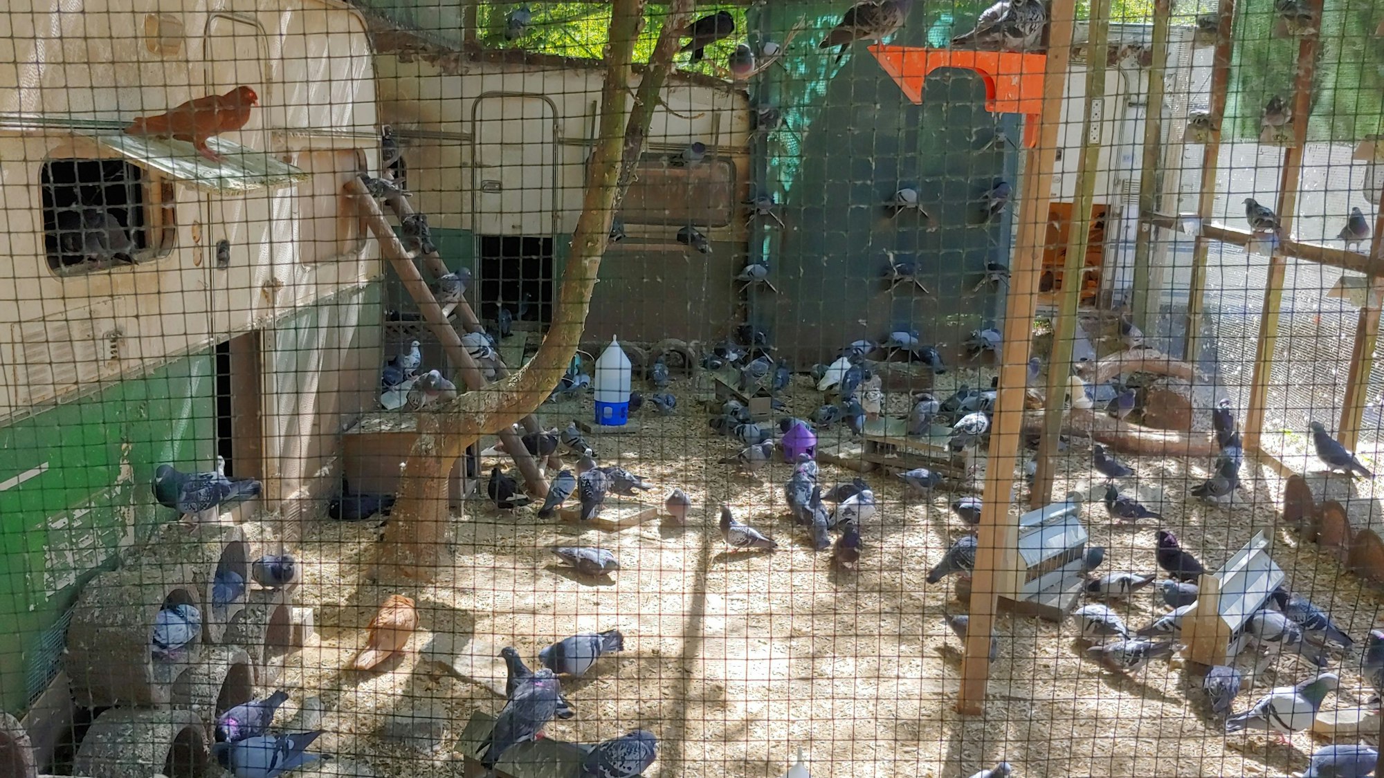 Die Tauben sind in rund einem Dutzend Volieren nach Art, Zustand und Alter auf dem Areal untergebracht.