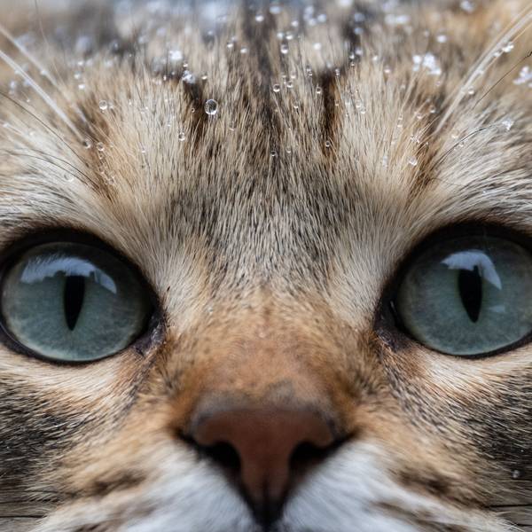 Schnee und Wassertropfen liegen auf dem Fell von Kater Leo. In den kommenden Tagen wird in Hessen wieder mit kalten Temperaturen und Schnee gerechnet. +++ dpa-Bildfunk +++