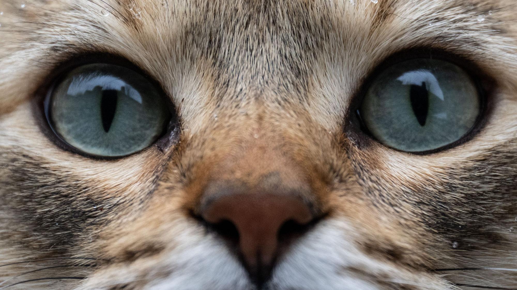 Schnee und Wassertropfen liegen auf dem Fell von Kater Leo. In den kommenden Tagen wird in Hessen wieder mit kalten Temperaturen und Schnee gerechnet. +++ dpa-Bildfunk +++
