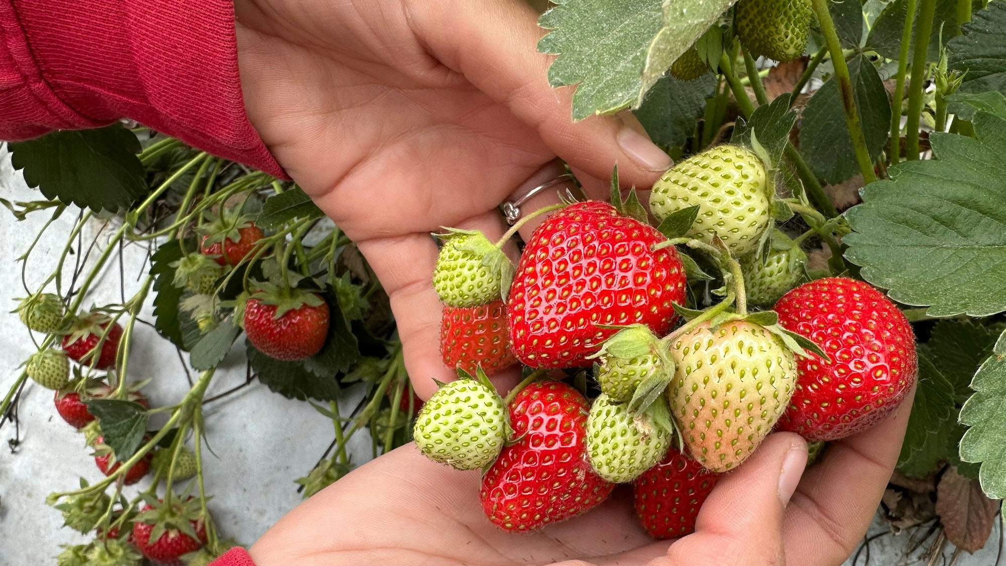 Die Früchte im Freiland werden nicht alle auf einmal reif. Die hellen Erdbeeren auf dem Bild der Sorte Allegro sind in fünf bis sechs Tagen rot.