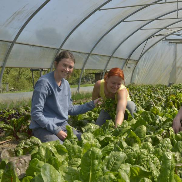 Bei der Gemüseernte im Folientunnel packen Freya Krüske, Rahel Kremershof und Patrick Beyer an.