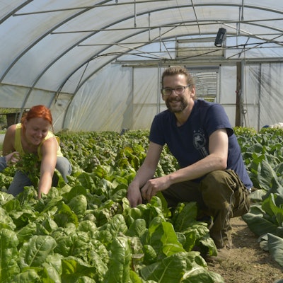 Bei der Gemüseernte im Folientunnel packen Freya Krüske, Rahel Kremershof und Patrick Beyer an.