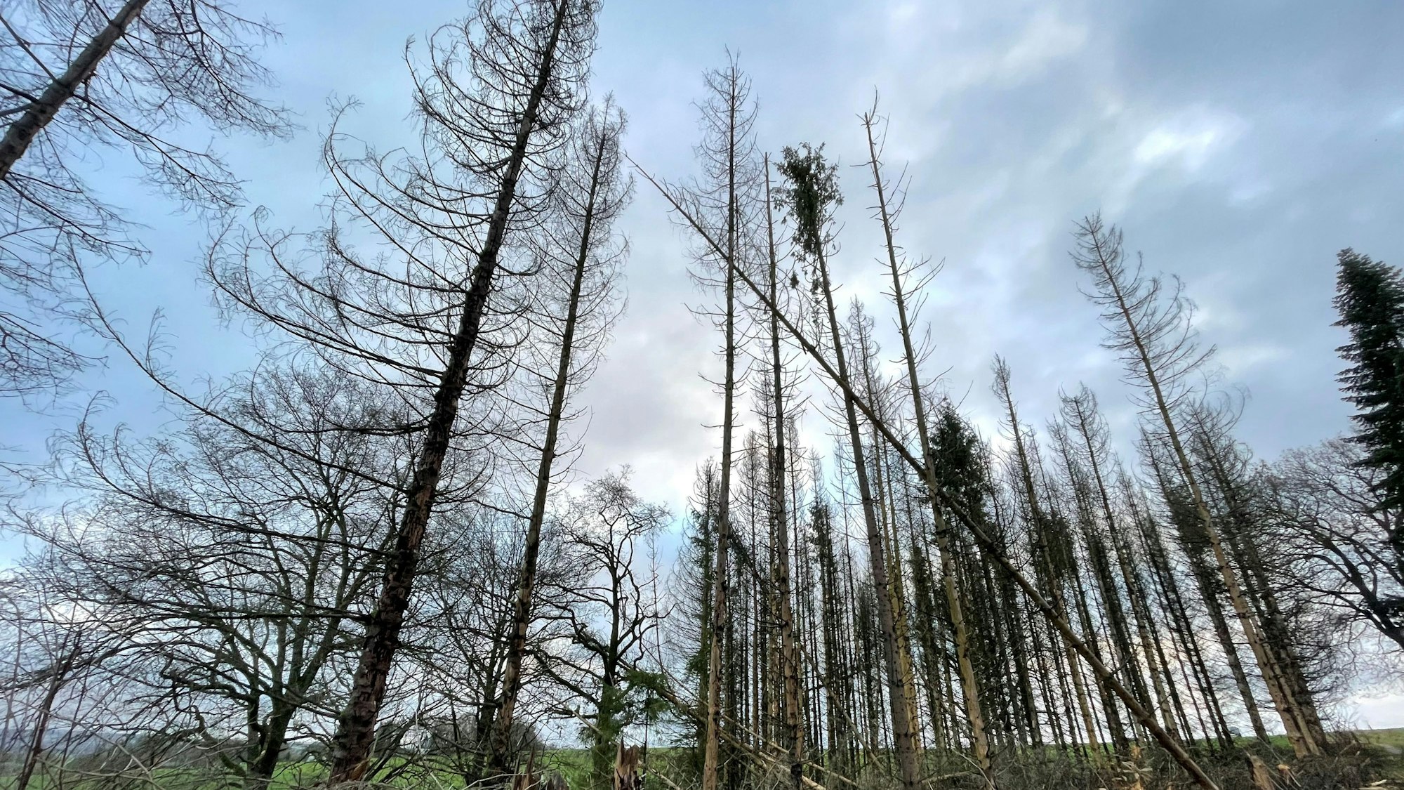 Die Fichtensterben, hervorgerufen durch massiven Borkenkäferbefall, ist auch  eine Folge des Klimawandels.