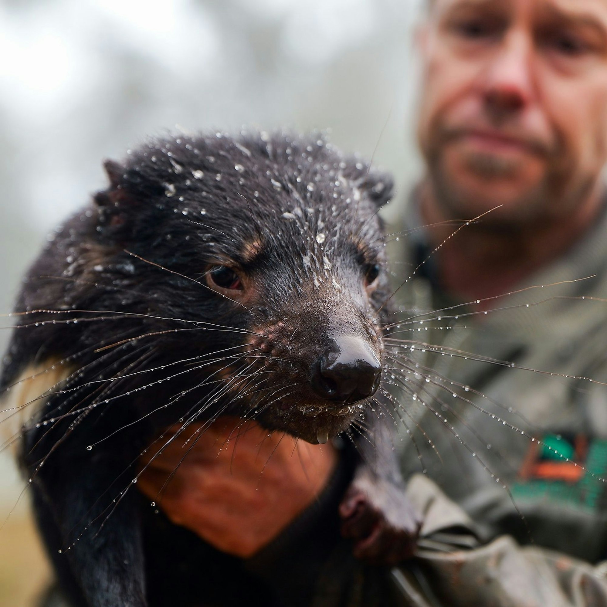 Auch viele Tiere waren betroffen, darunter bedrohte Tasmanische Teufel.
