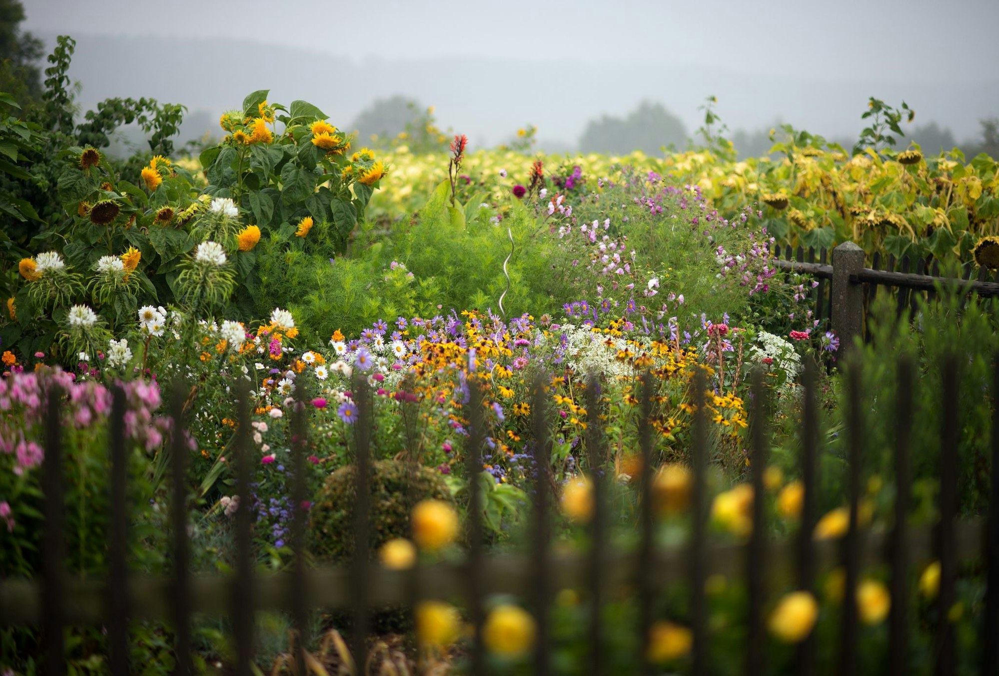 Geduld zahlt sich aus: Bis eine Blumenwiese eine üppige Blütenpracht hervorbringt, kann es eine Weile dauern.