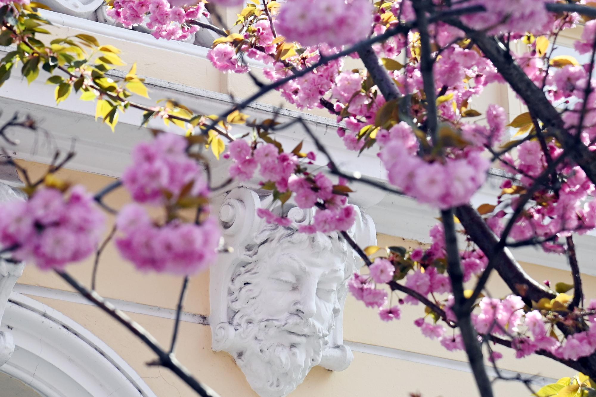 05.04.2025 Bonn. Wetter: Die Kirschblüte in der Bonner Altstadt zieht jedes Jahr viele Schaulustige an. Die ersten Kirschbäume sollen bereits blühen. Breite Straße. Foto: Alexander Schwaiger