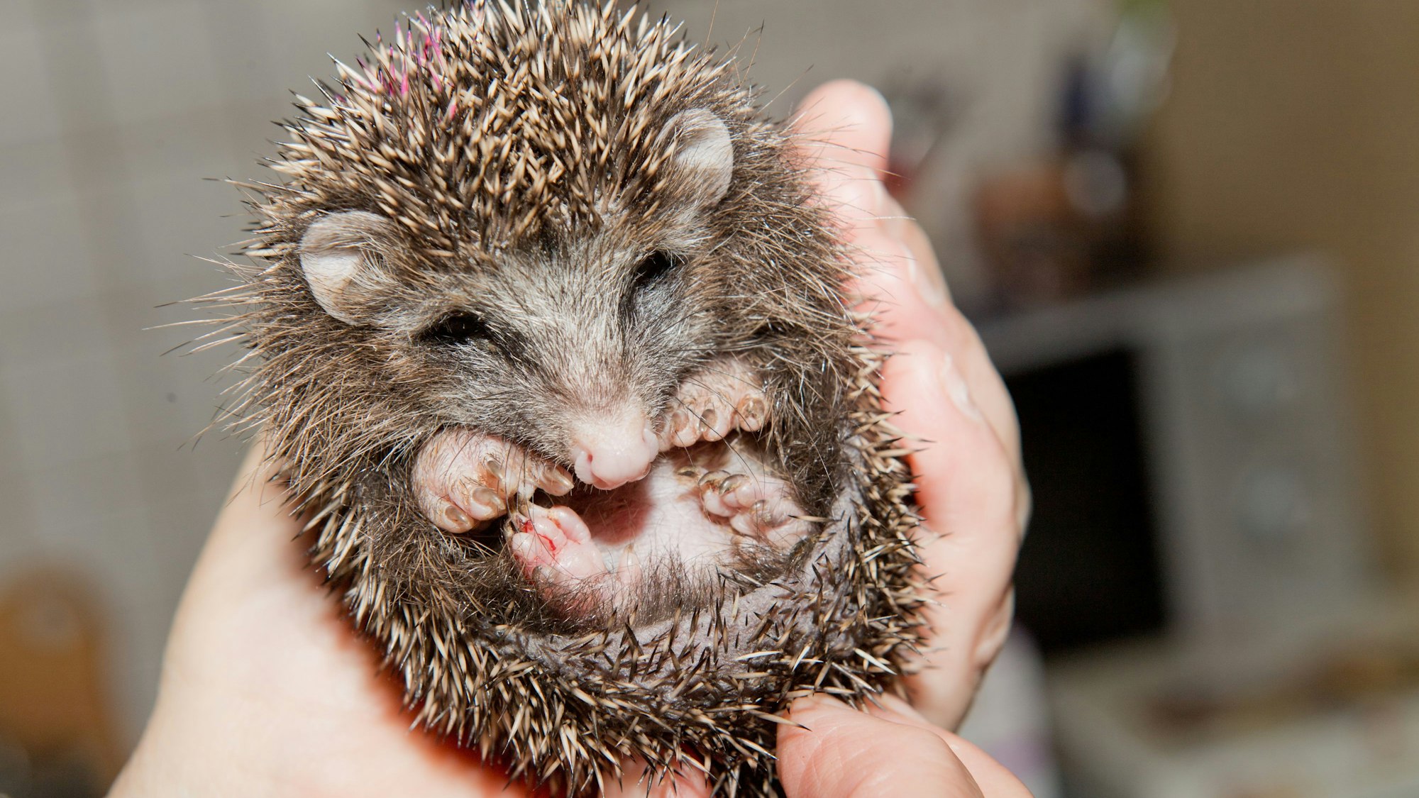 Ein untergewichtiger Igel sitzt in der Igelstation auf einer Hand.
