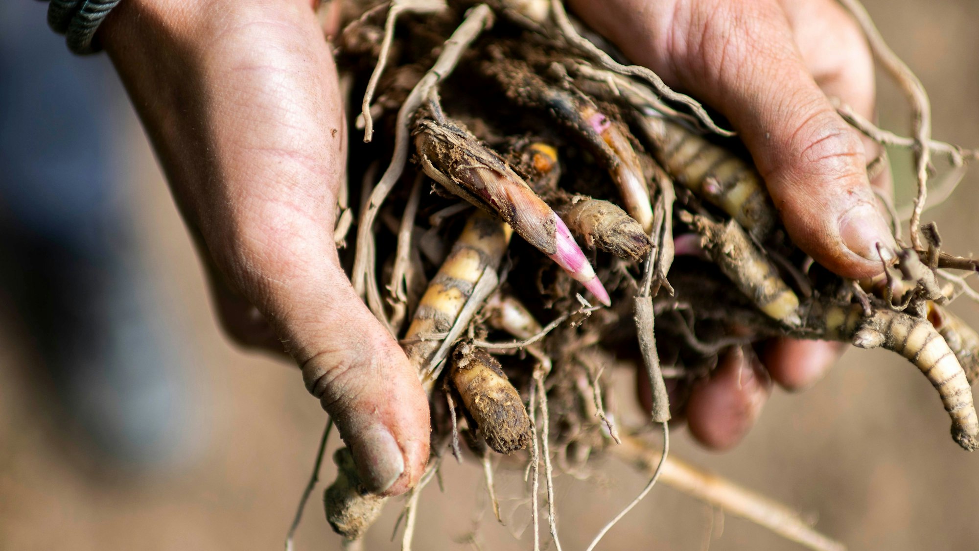 Das Bild zeigt ein Rhizom, das in die Kamera gehalten wird.