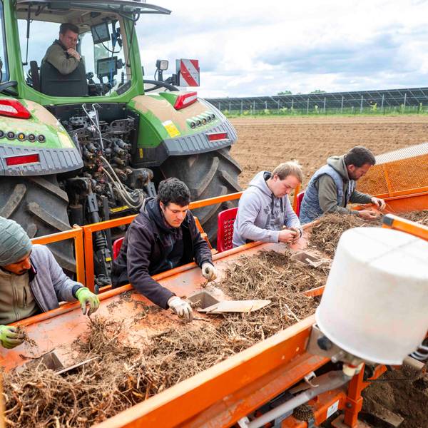 Das Bild zeigt vier Männer, die an einer Maschine sitzen und Miscanthus-Rhizome sortieren.