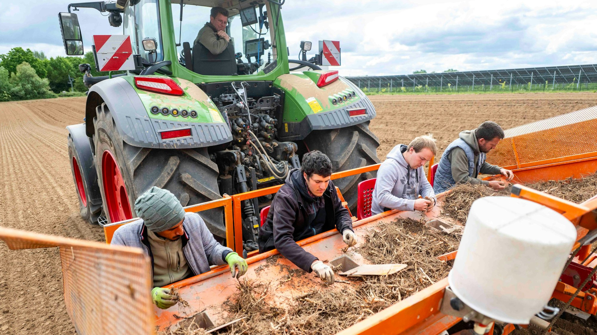 Das Bild zeigt vier Männer, die an einer Maschine sitzen und Miscanthus-Rhizome sortieren.