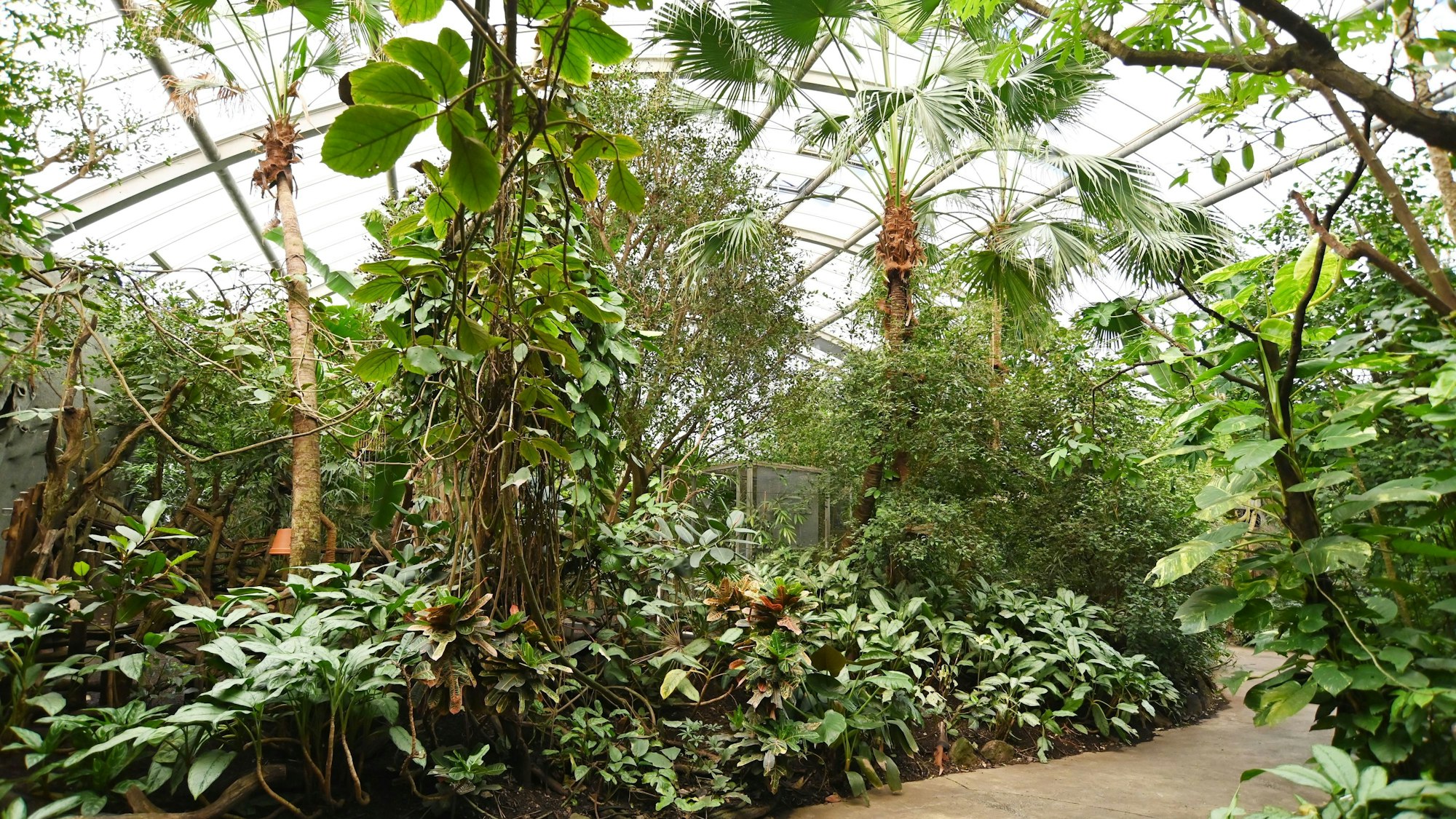 Das Tropenhaus im Kölner Zoo muss schließen. (Archivbild)