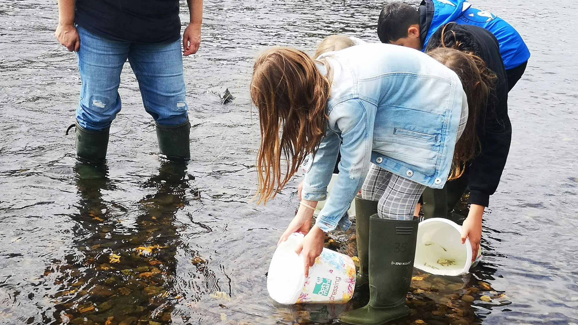 Lachsbesatzung der Lachspaten am Siegwehr: Die kleinen Lachse ins Wasser zu setzen ist das Highlight der Aktion.
