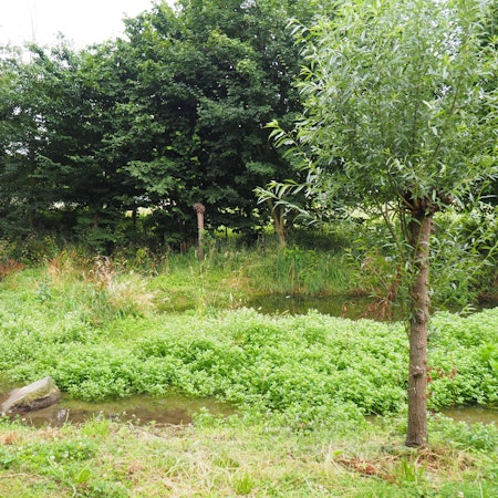 Der Pulheimer Bach in einer Aue.