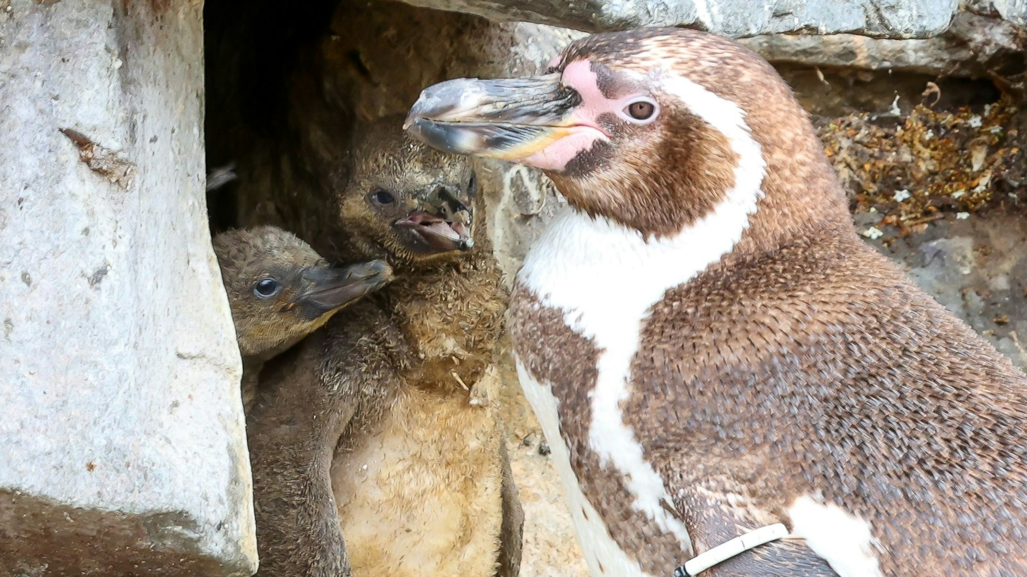 Pinguin-Mama mit Küken im Kölner Zoo