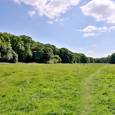 Das Bild zeigt einen Blick auf die weitläufige Gleueler Wiese.