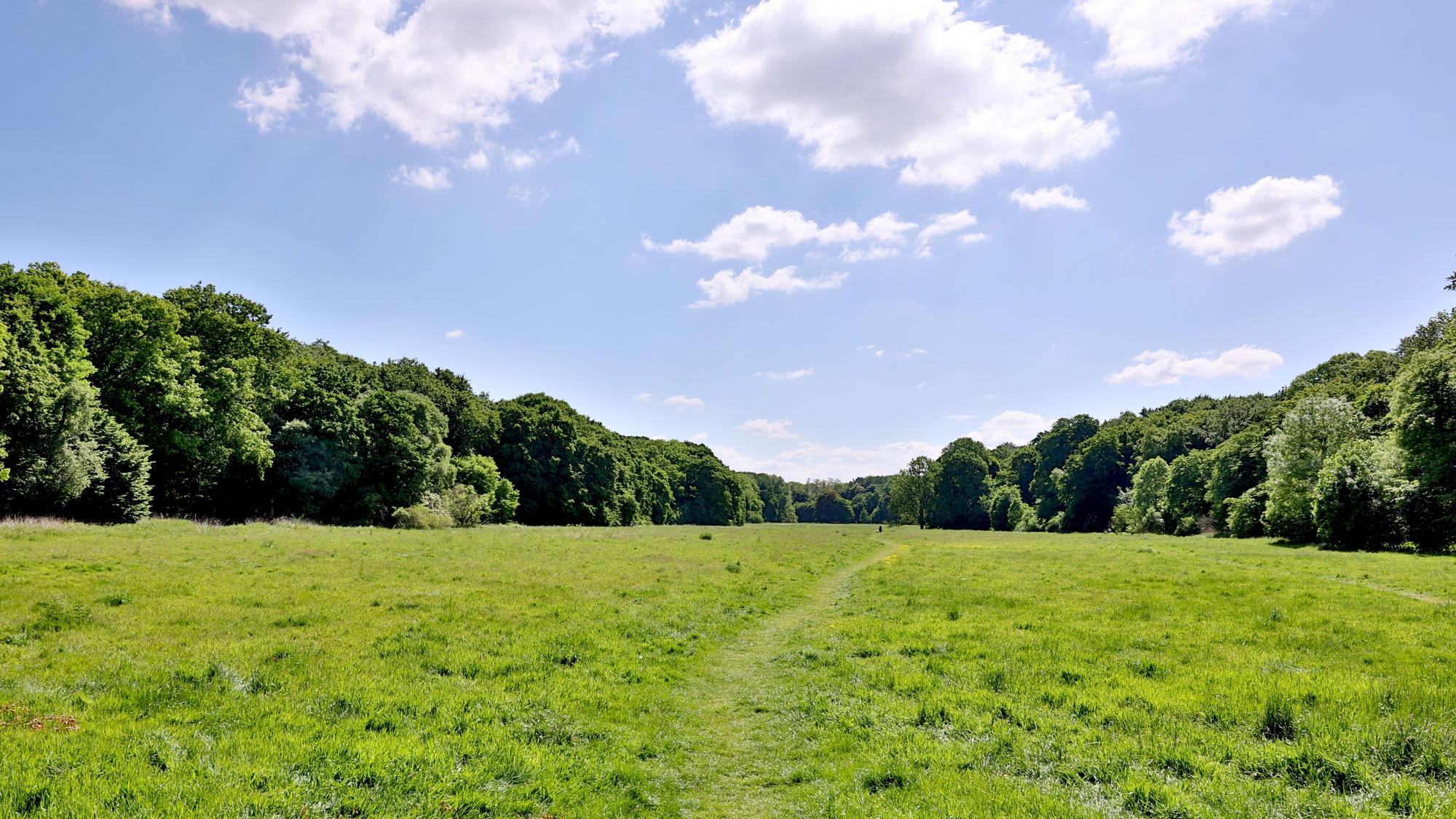 Das Bild zeigt einen Blick auf die weitläufige Gleueler Wiese.