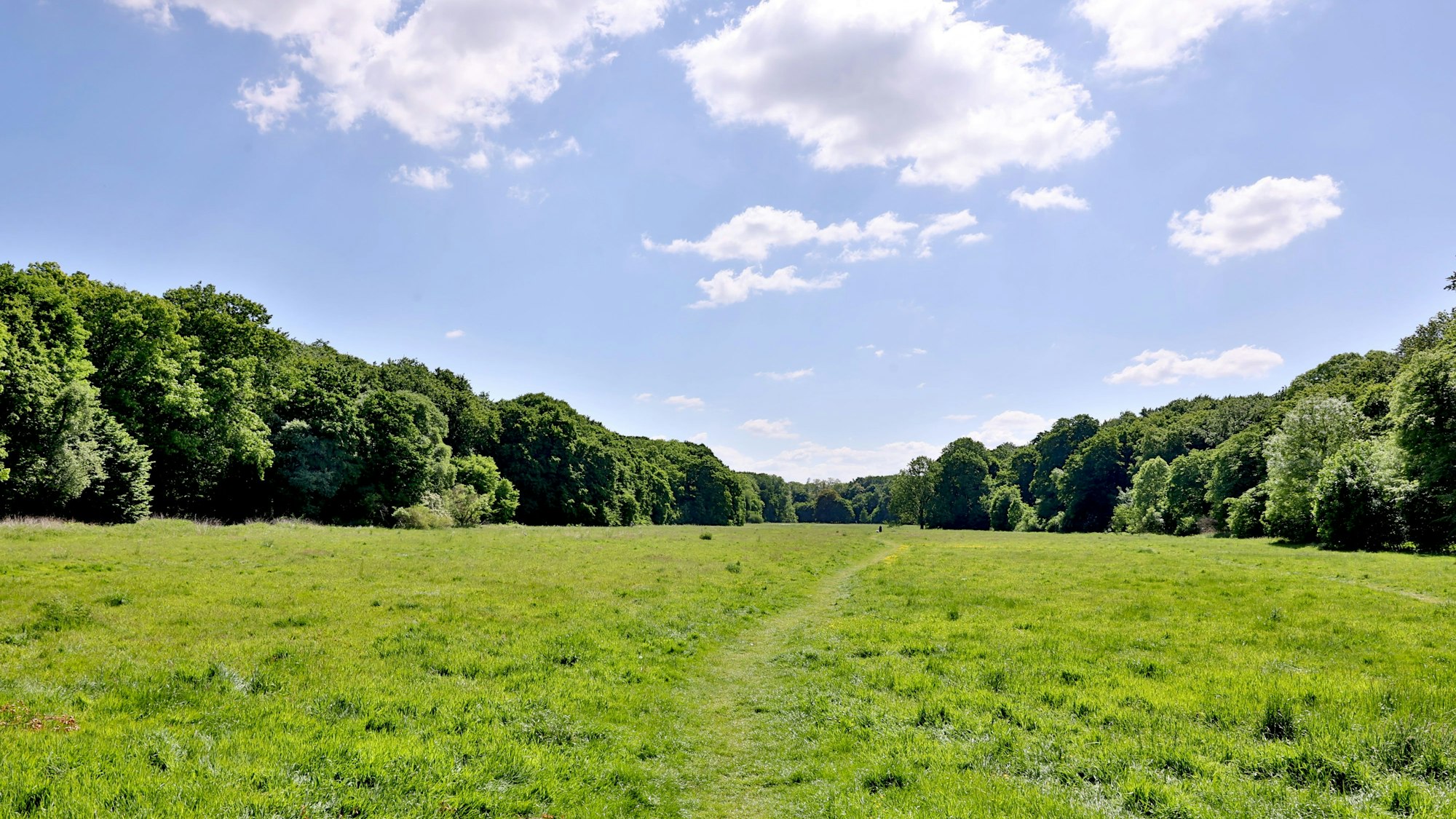 Das Bild zeigt einen Blick auf die weitläufige Gleueler Wiese.