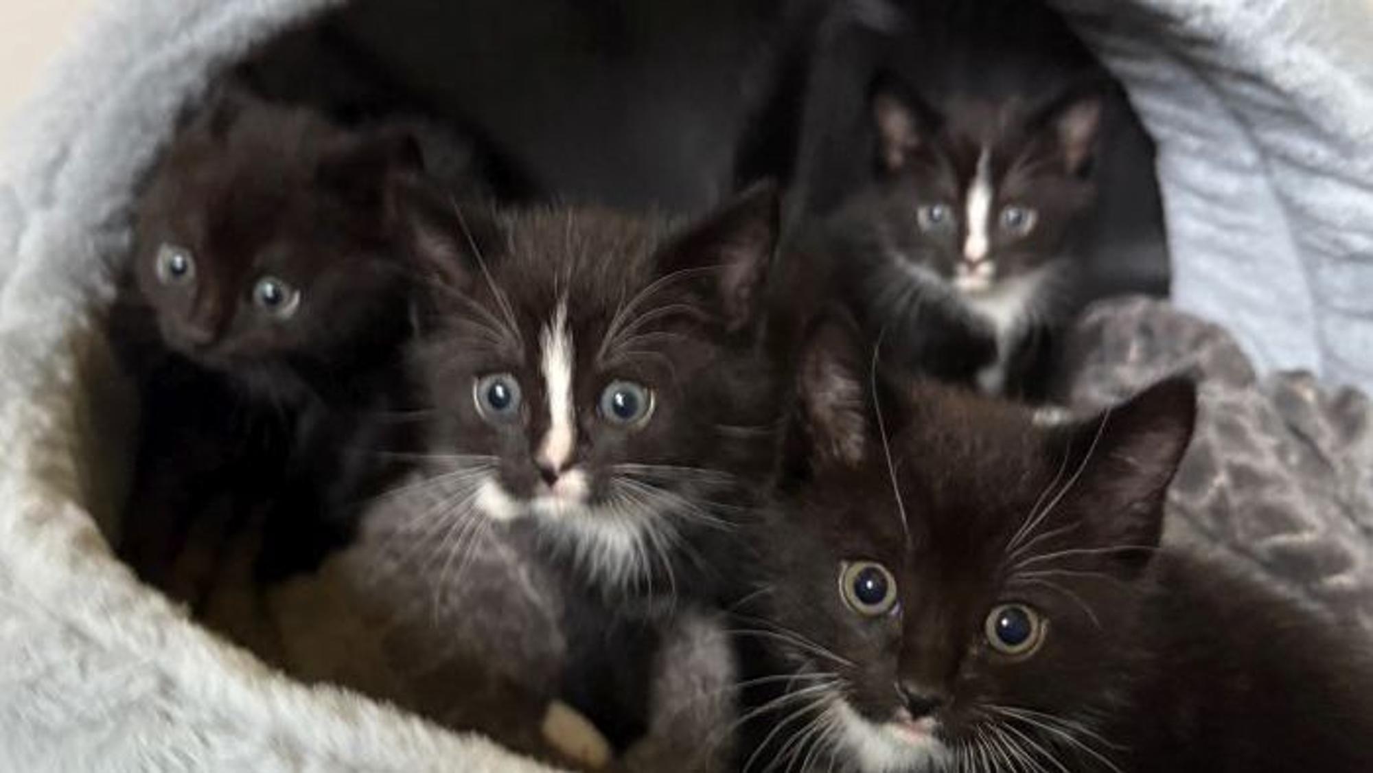 Diese vier kleinen Katzen hatte der Mann dabei.
