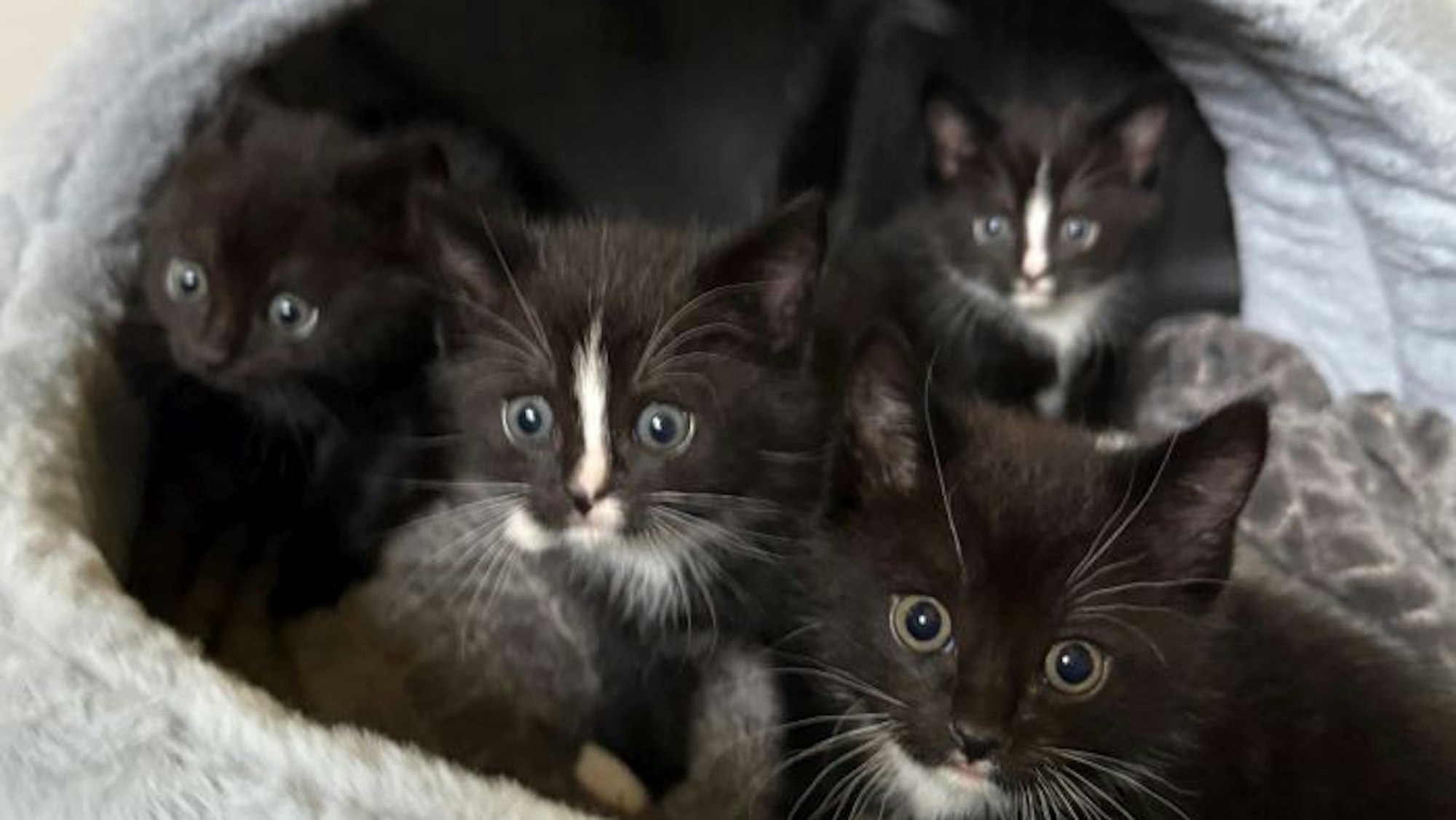 Diese vier kleinen Katzen hatte der Mann dabei.