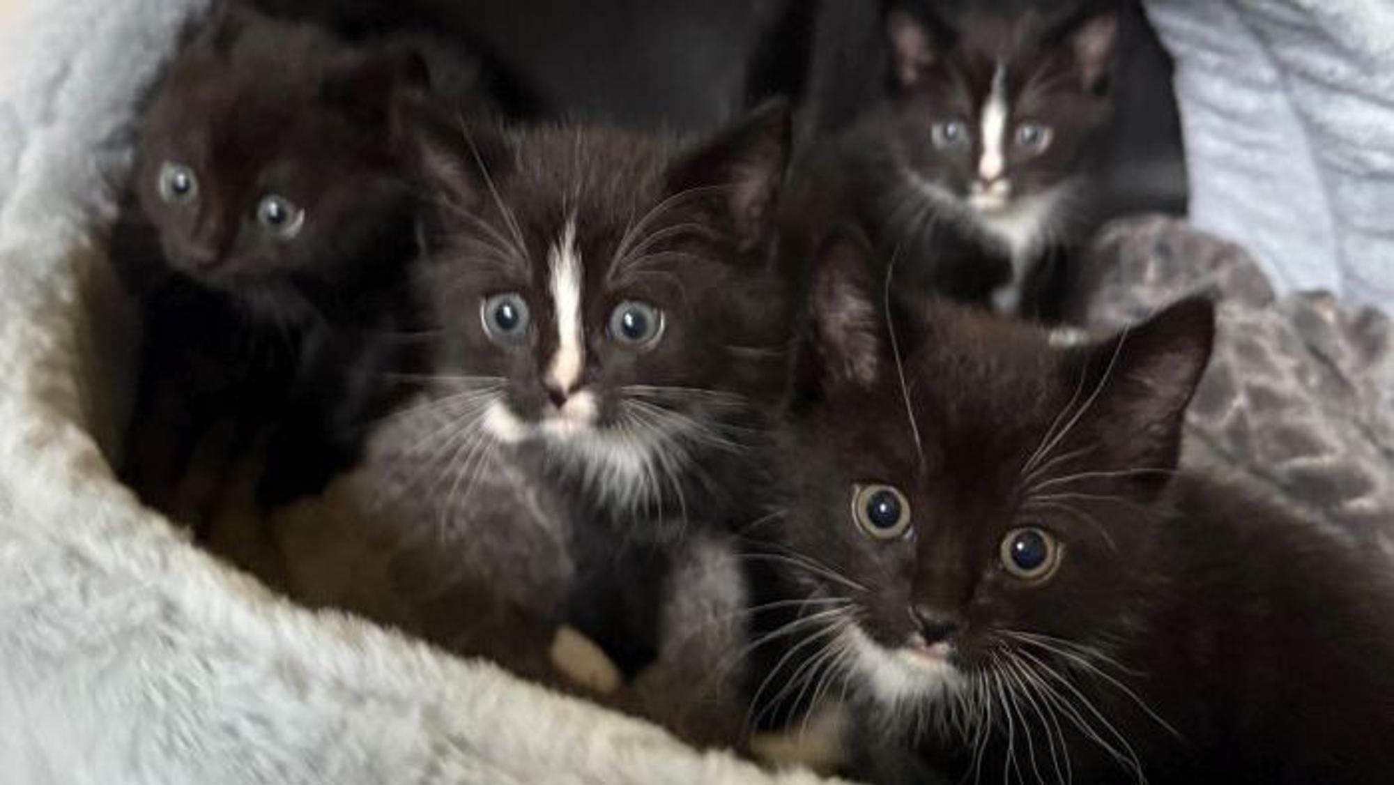 Vier schwarze Katzen schauen verschreckt
