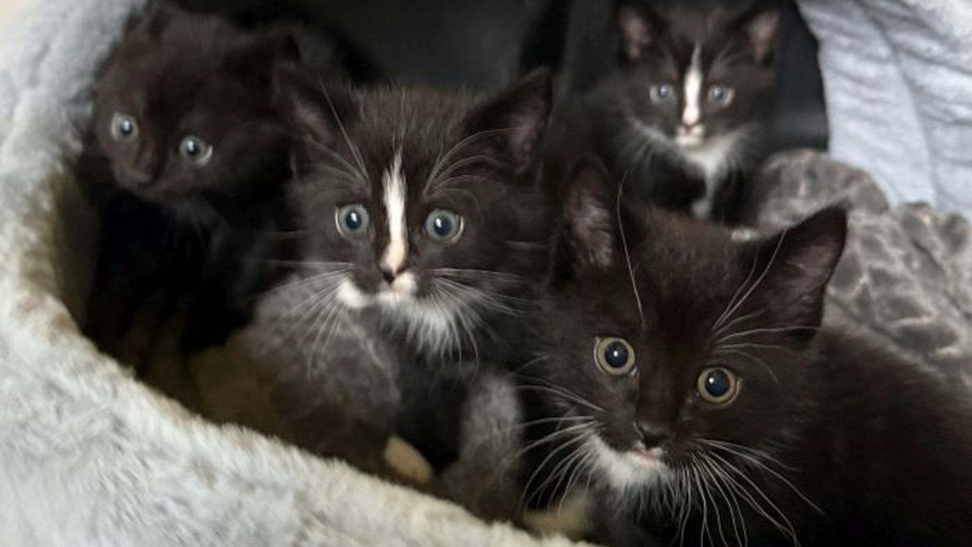 Vier schwarze Katzen schauen verschreckt