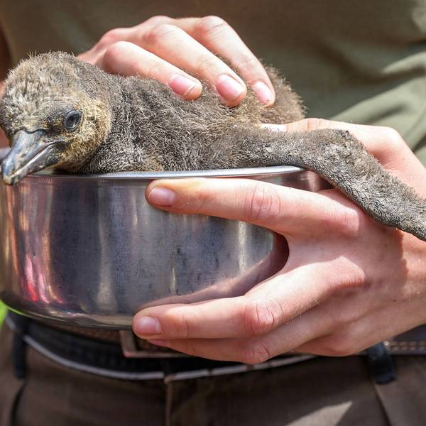 Pinguin-Küken im Kölner Zoo