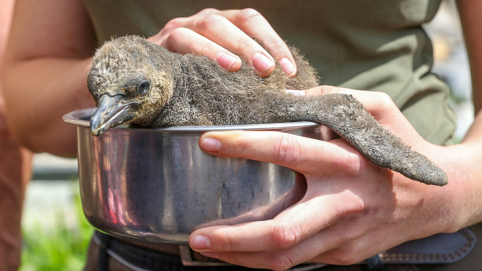 Pinguin-Küken im Kölner Zoo