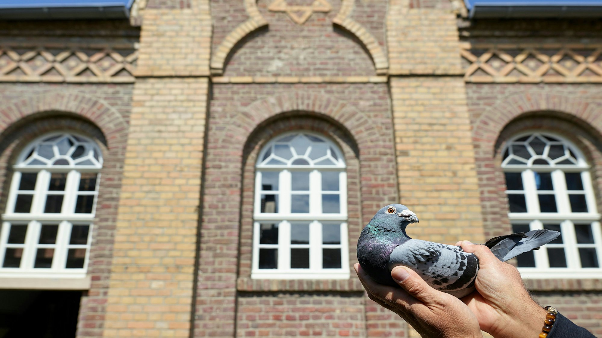 Zwei Hände halten eine Taube, im Hintergrund eine Synagoge.