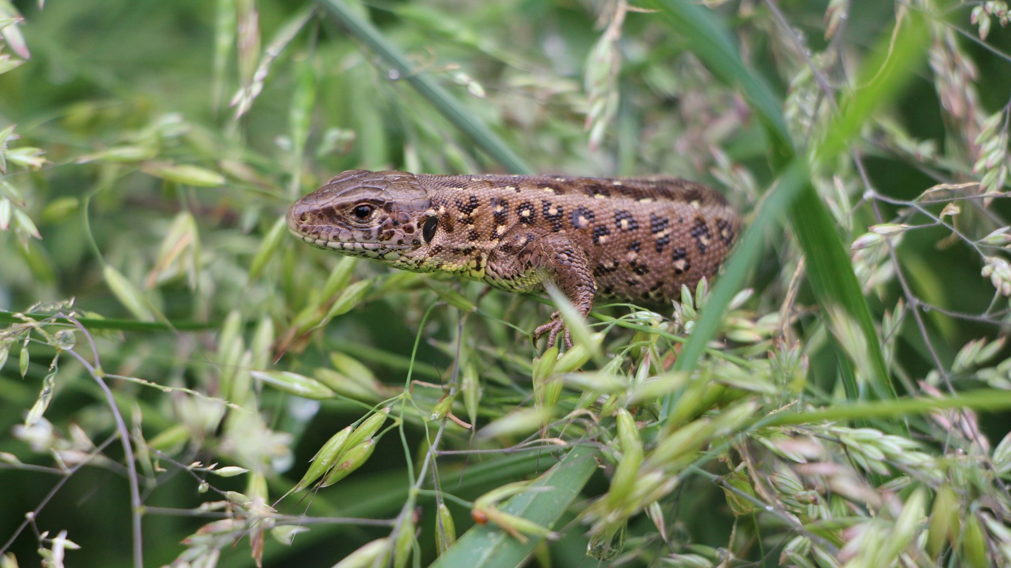 Das Weibchen einer Zauneidechse in der Wahner Heide.