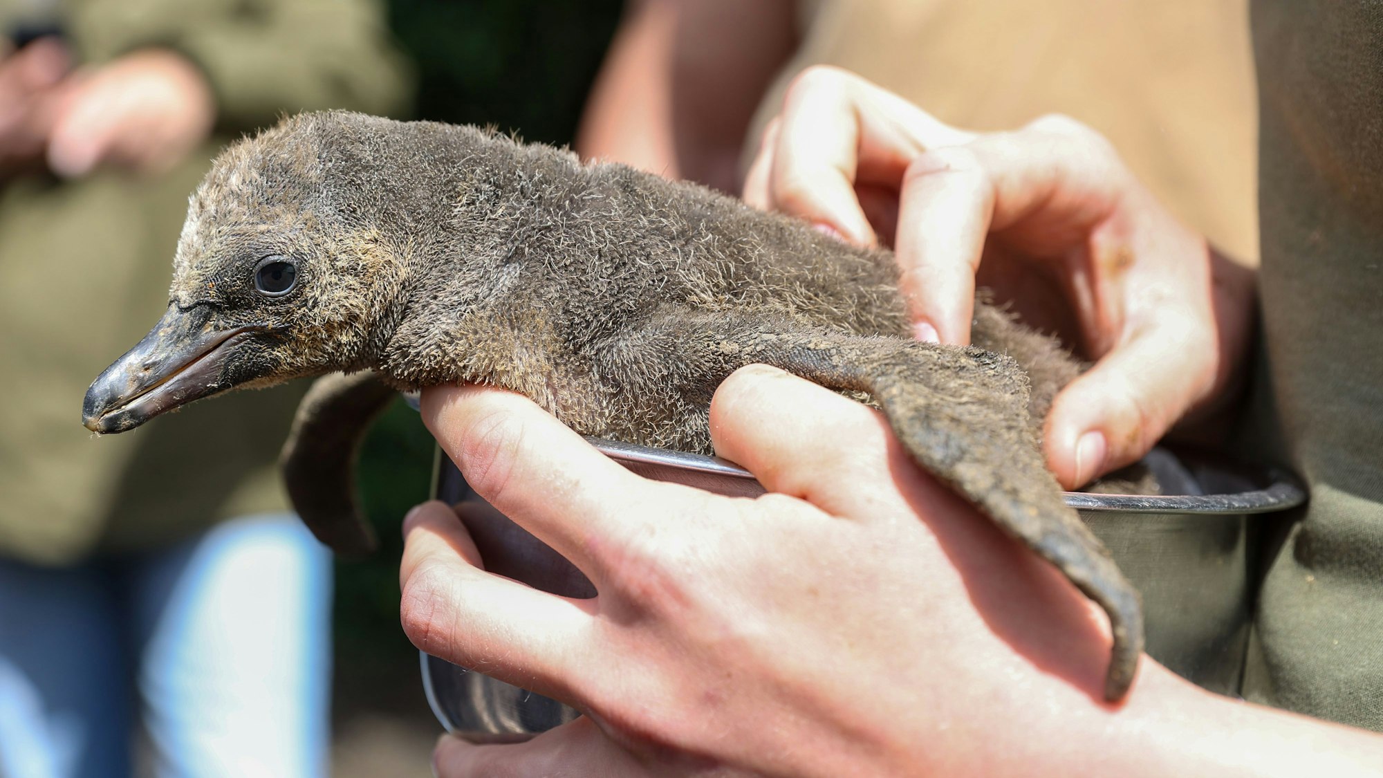 Pinguin-Küken im Kölner Zoo