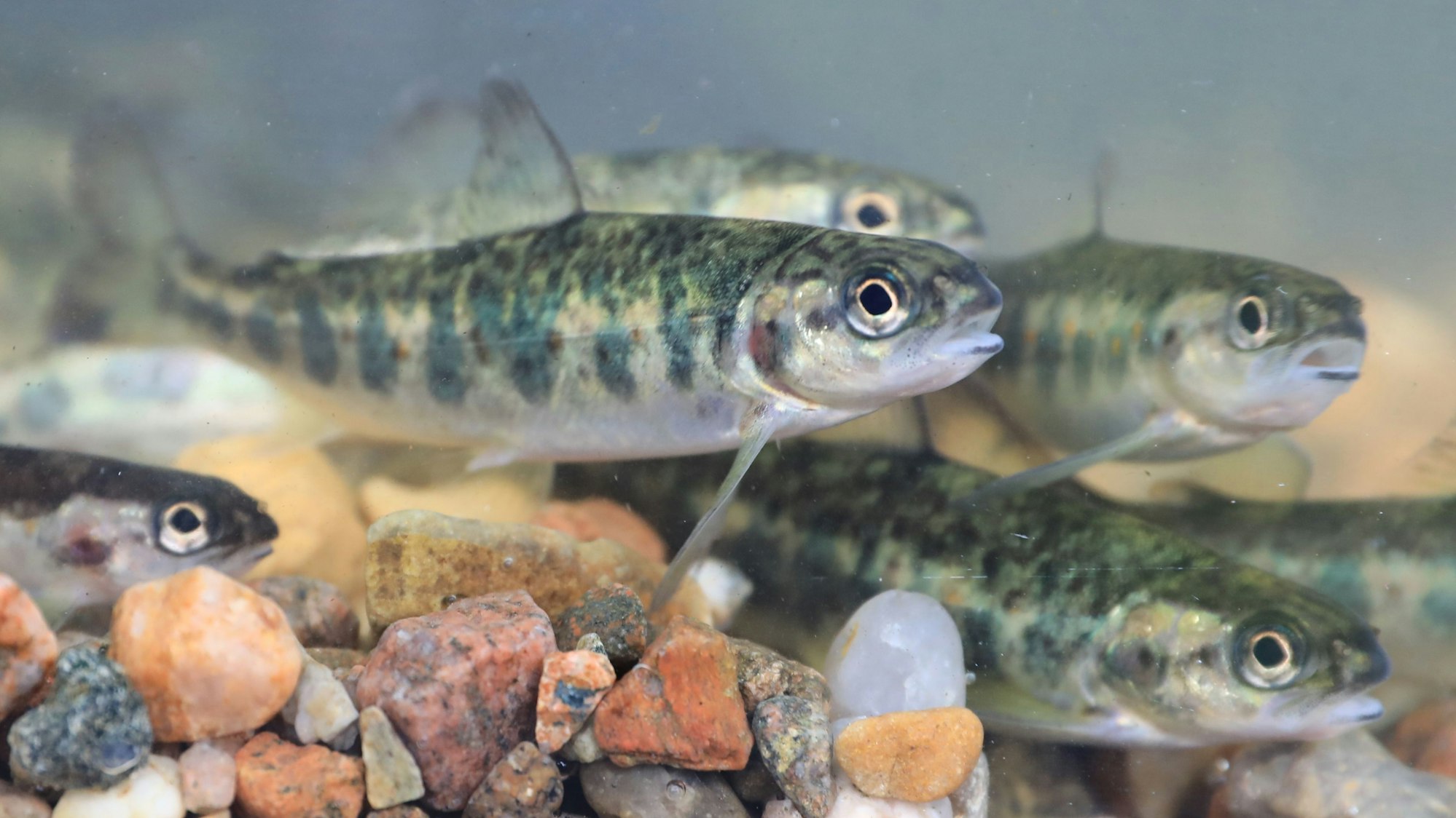 Wenn sie etwa zwei Jahre alt sind, machen sich die junge Lachse auf nach Grönland.