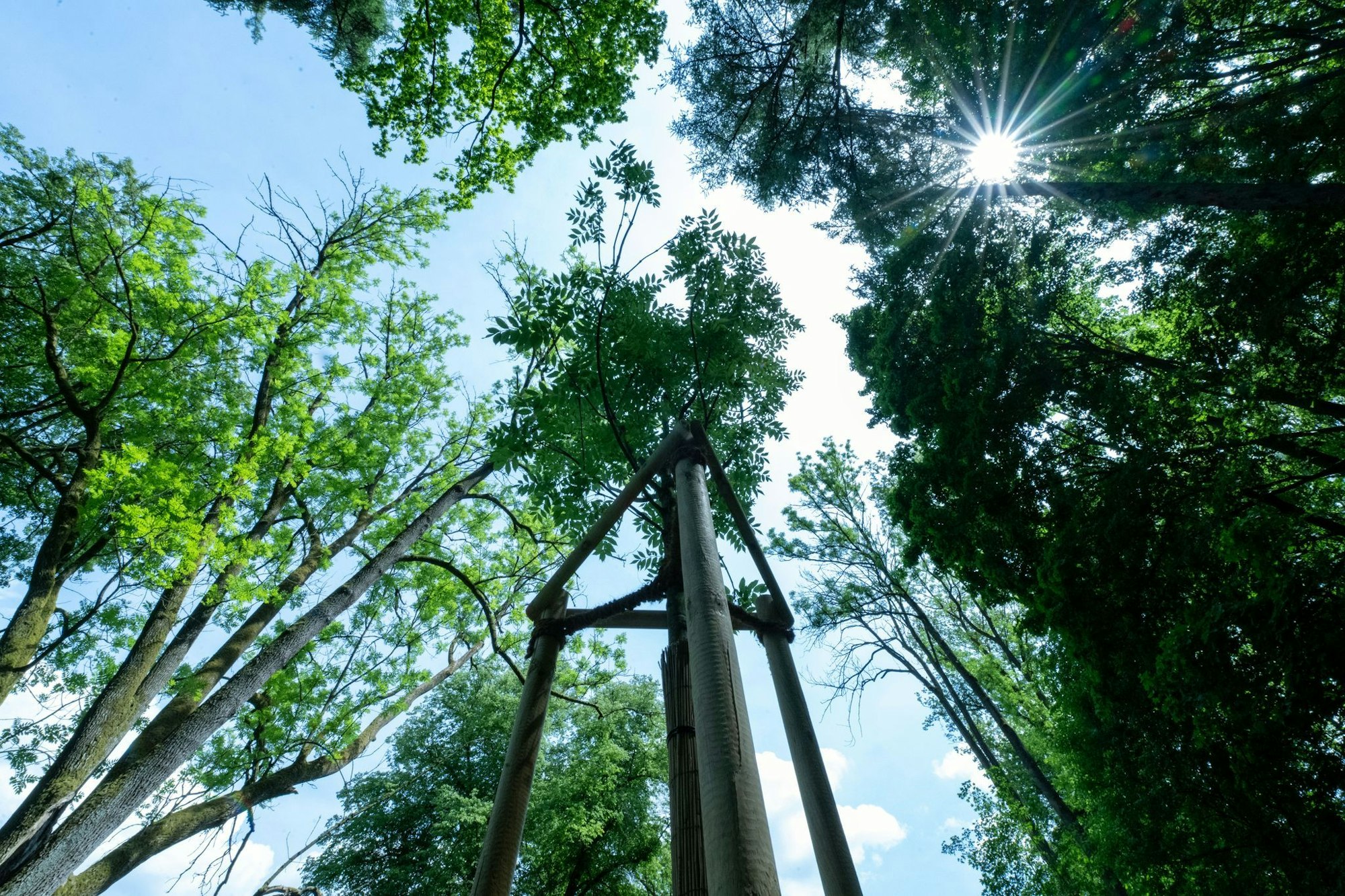 Lange Trockenperioden machen immer mehr Bäumen in historischen Parks zu schaffen.