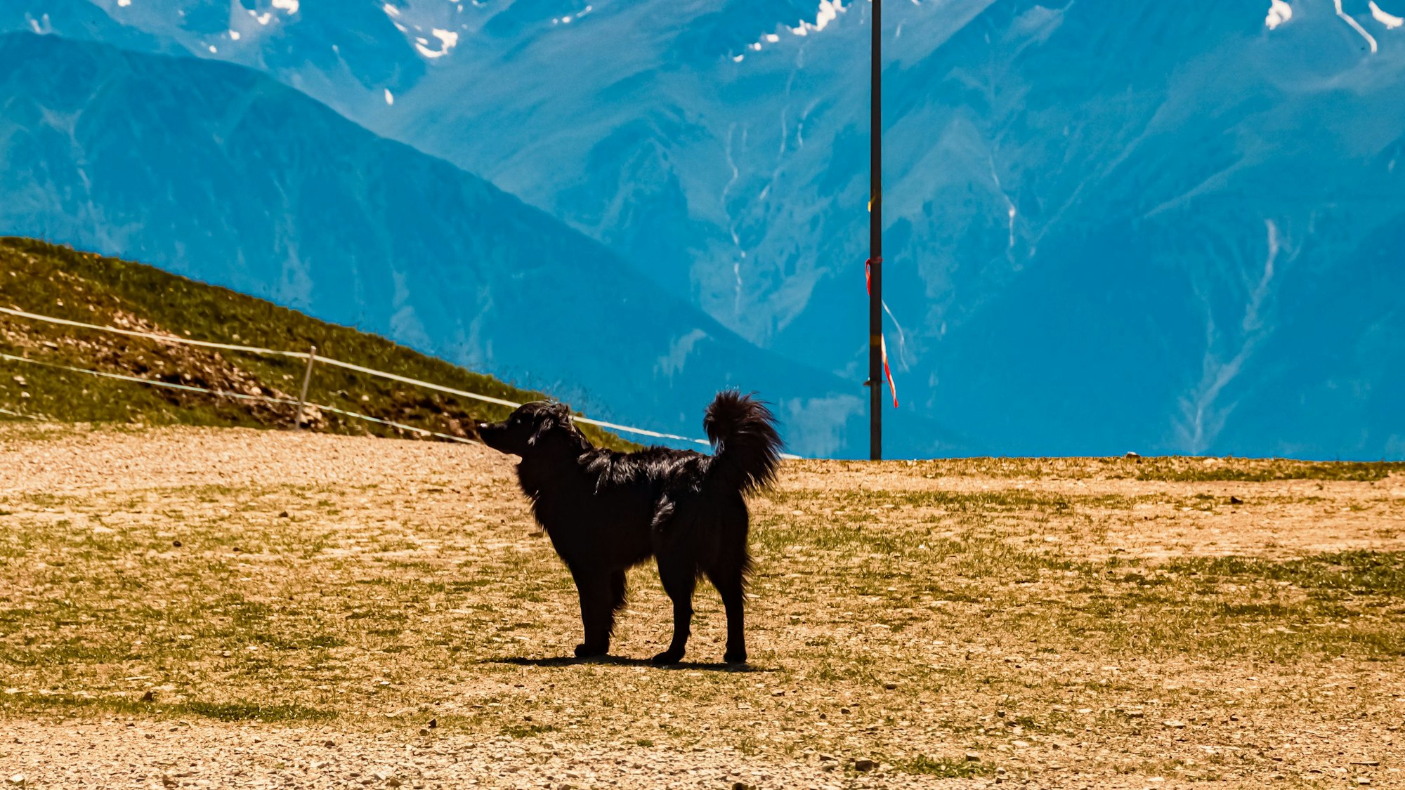 Ein Hund steht in den Bergen von Tirol.