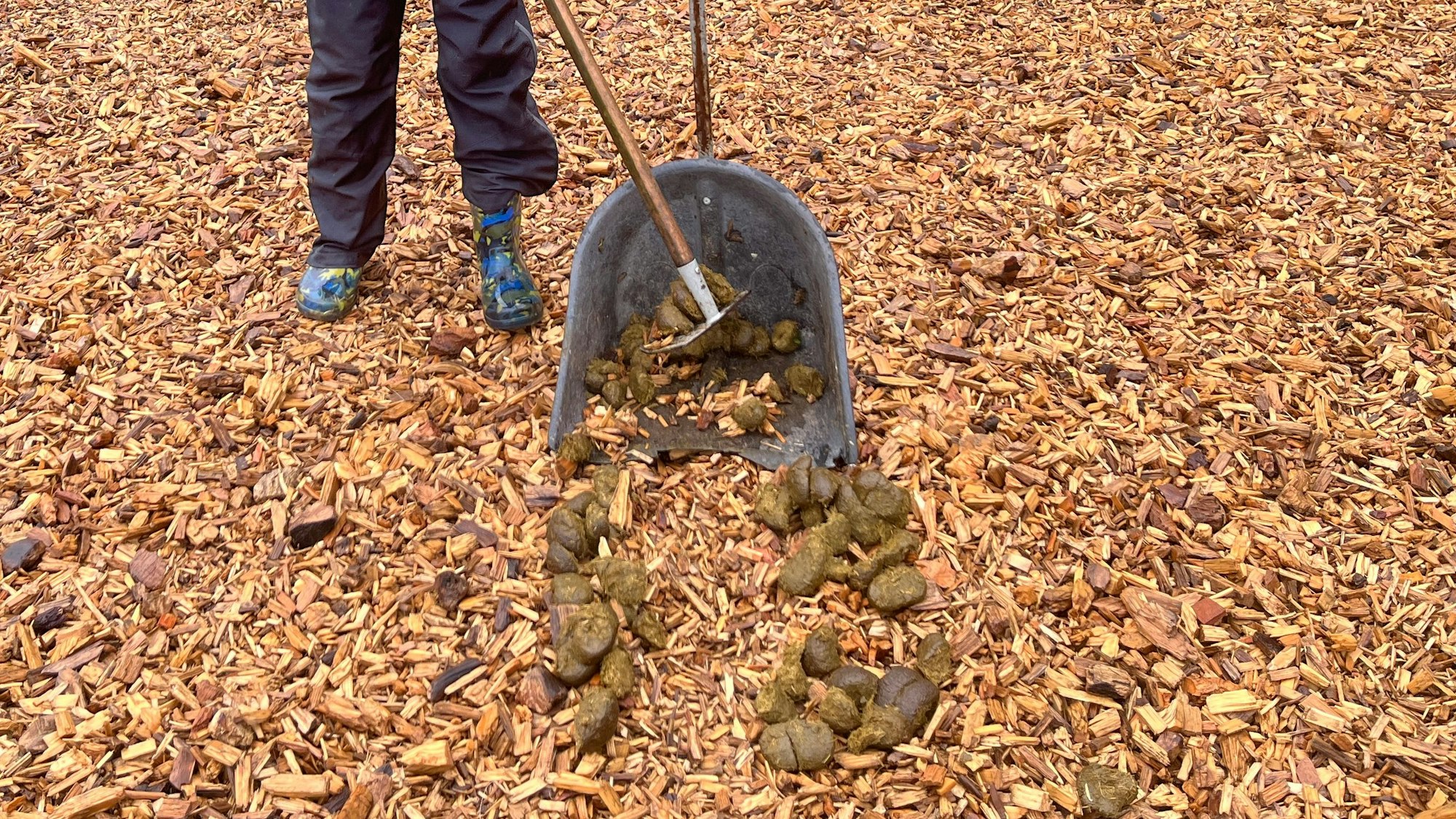 Wer reiten will, muss auch abäppeln, das gehört wie selbstverständlich dazu.