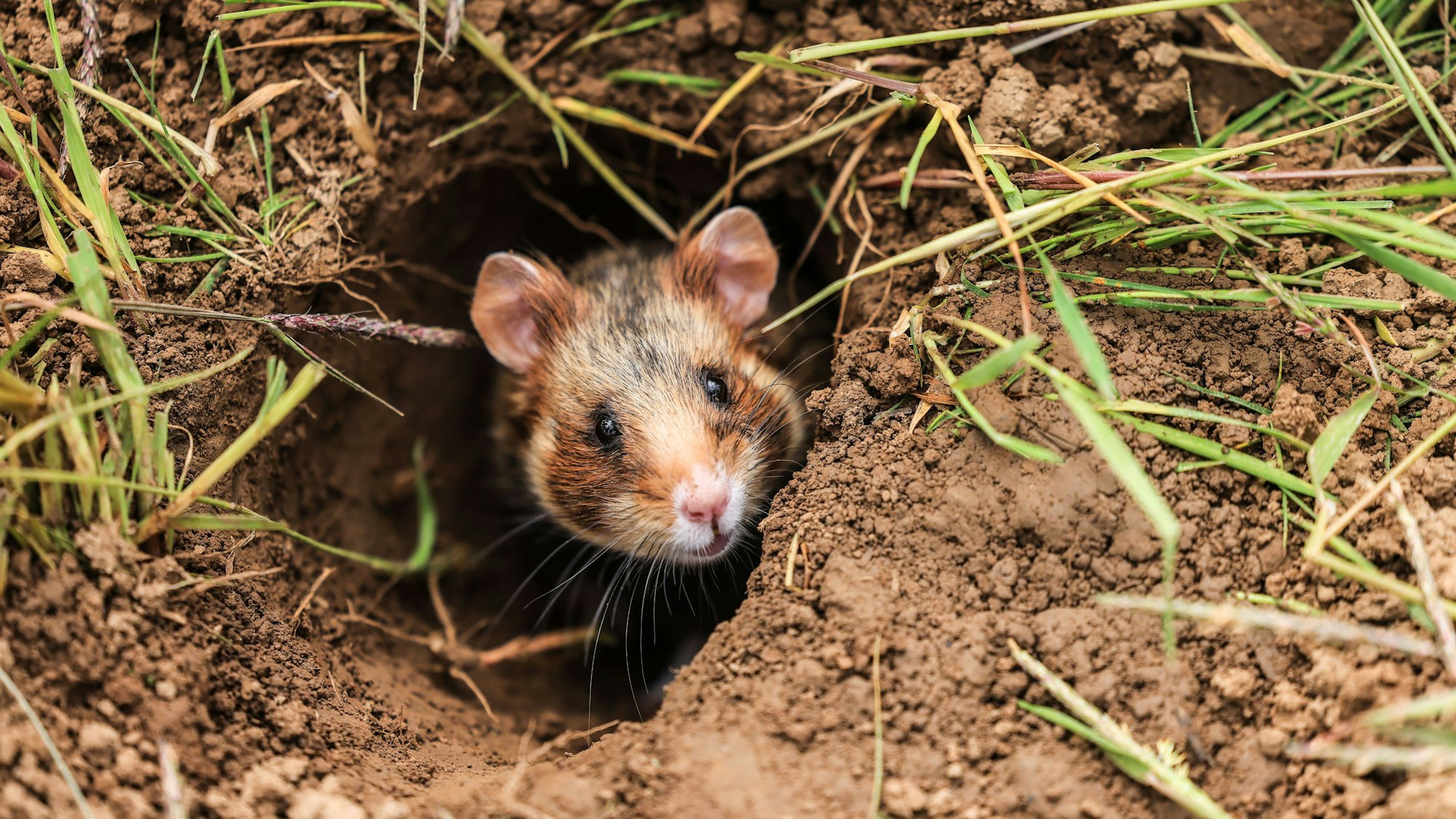 Ein Feldhamster schaut aus seinem Bau auf einem Feld.2006 gab es nur noch drei dieser Tiere in NRW.