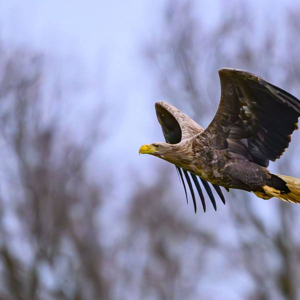 In Duisburg haben Seeadler drei Jungvögel zur Welt gebracht