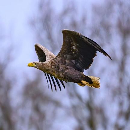 In Duisburg haben Seeadler drei Jungvögel zur Welt gebracht