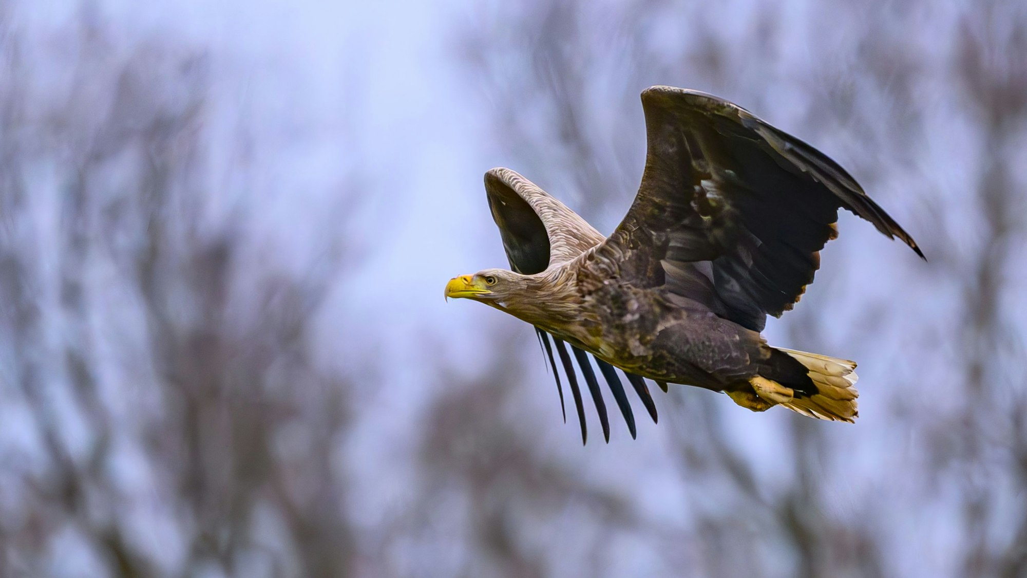 In Duisburg haben Seeadler drei Jungvögel zur Welt gebracht