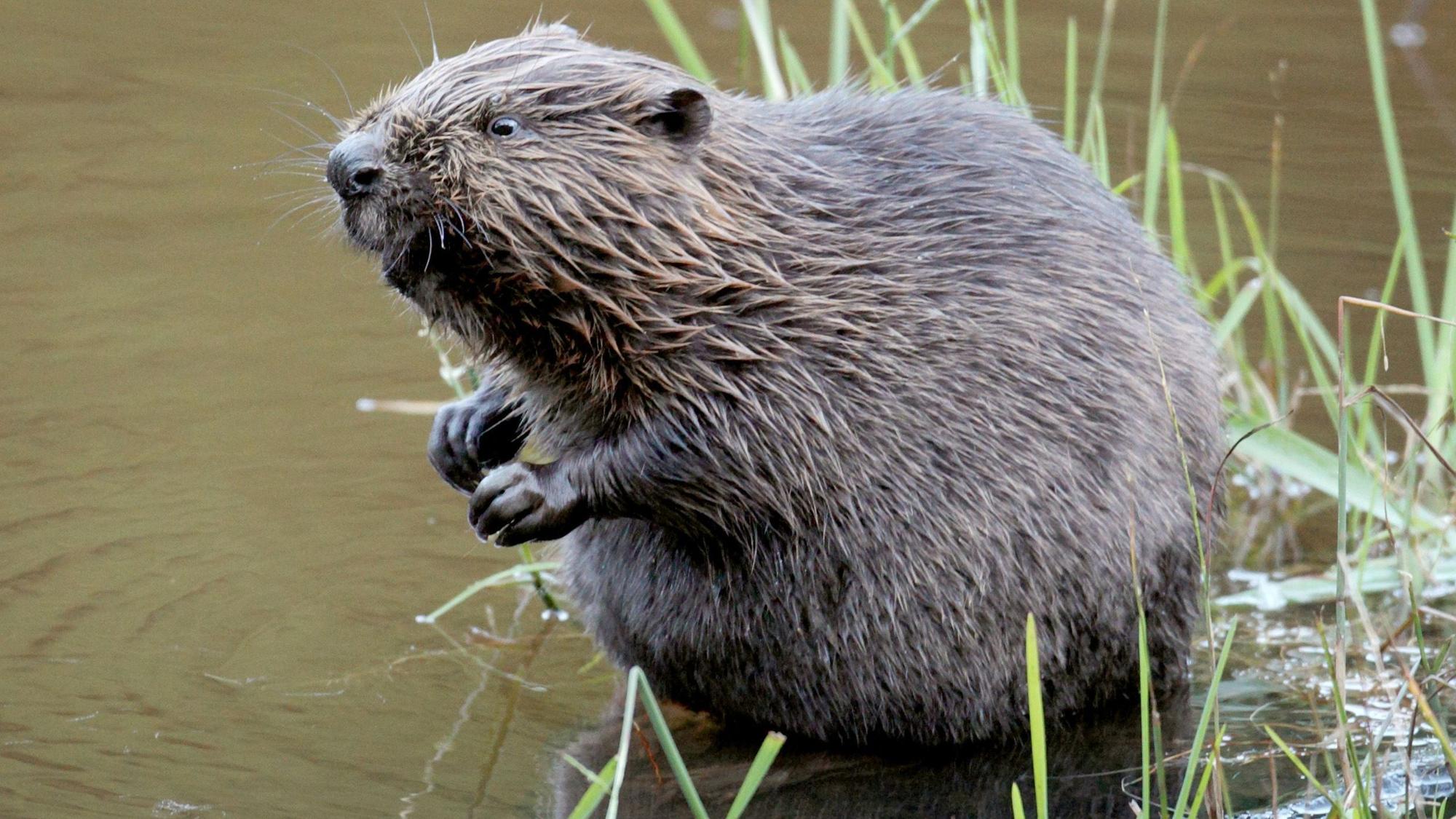 Ein Biber sitzt im Wasser.