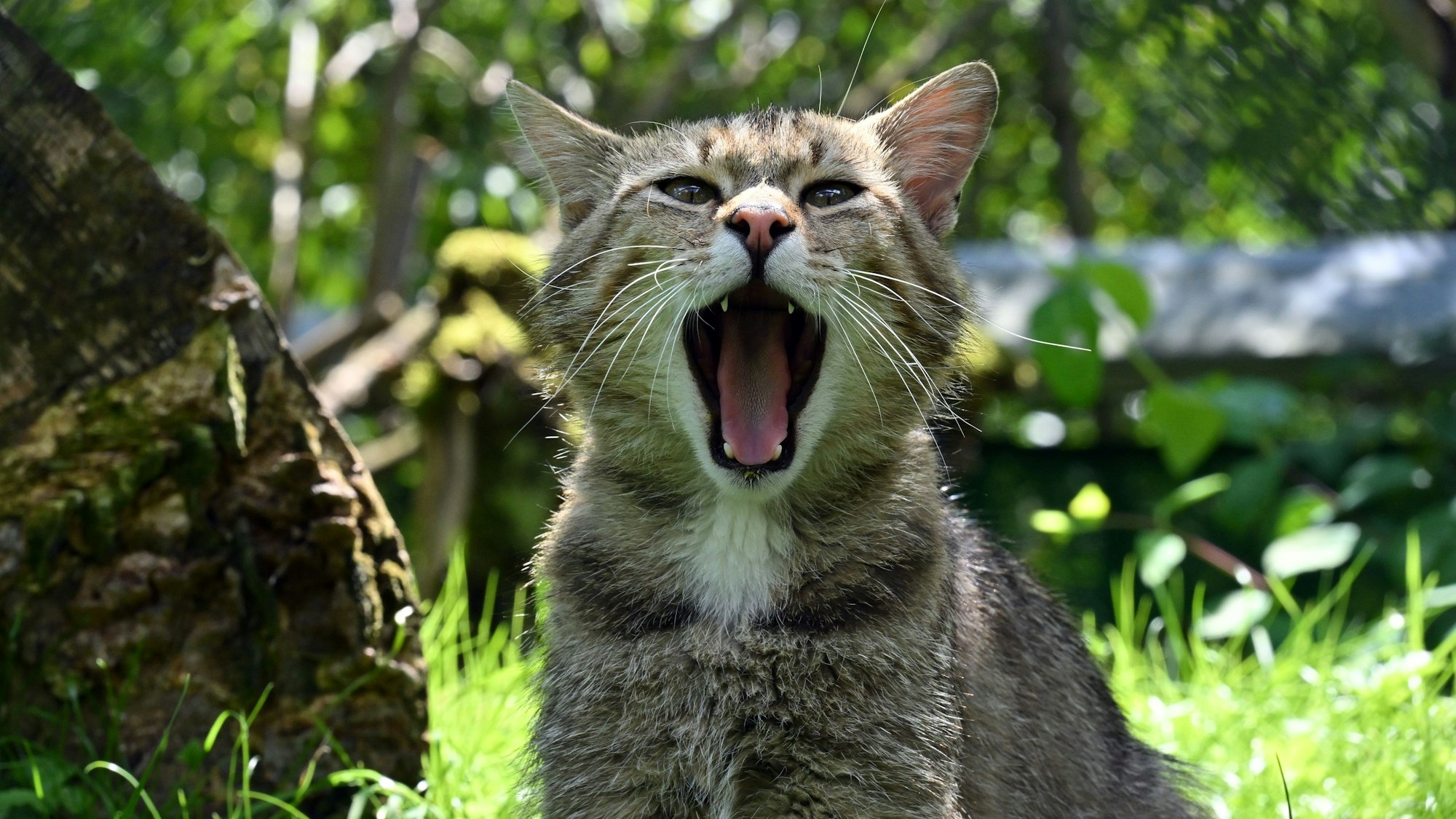 Eine Wildkatze im Gehege des Wildkatzendorf Hütscheroda in Thüringen.